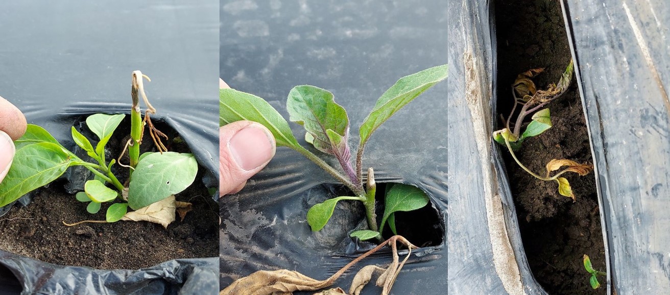 Vegetables in low tunnels.